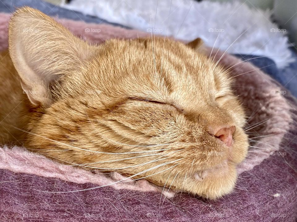 An orange tabby cat sleeping with her head resting on the edge of a pink cat bed