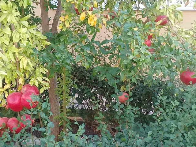 Pomegranate
