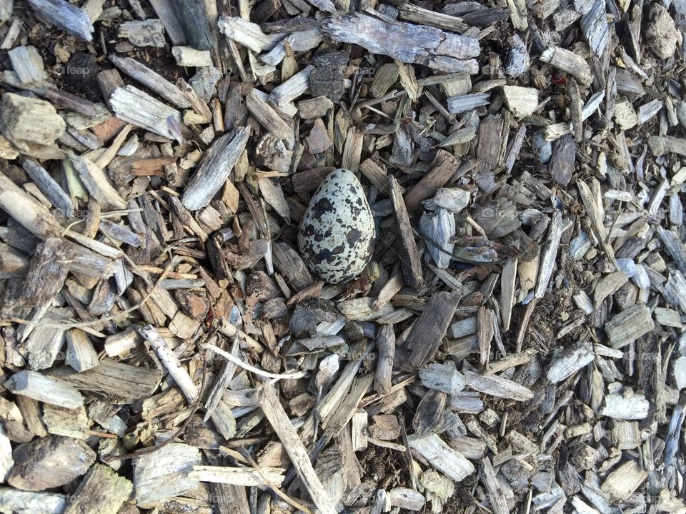 Egg on the playground. A bird made a makeshift nest of woodchips in the middle of the playground. 