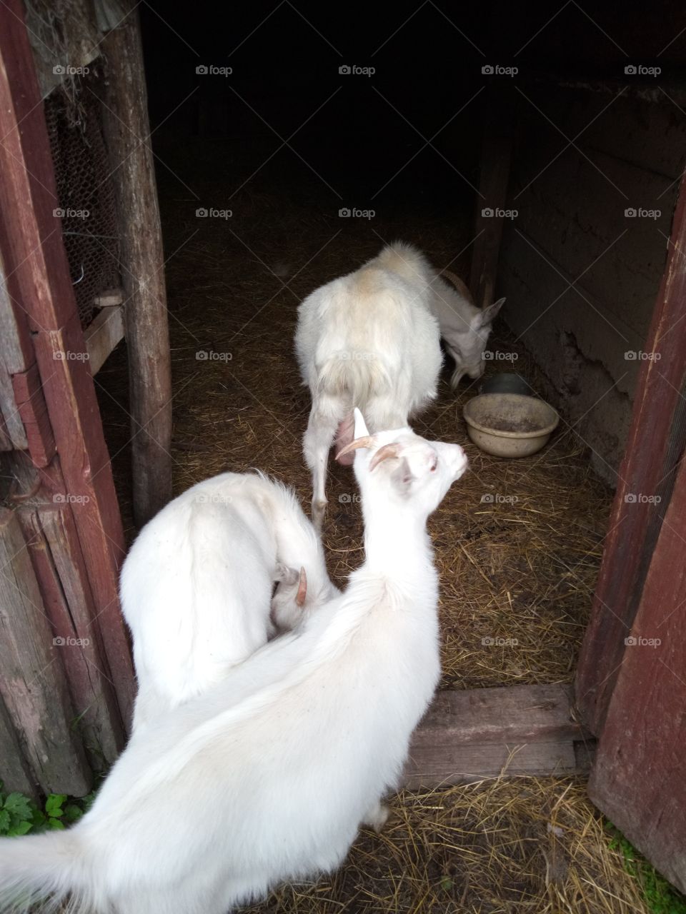 козы с пастбища вернулись