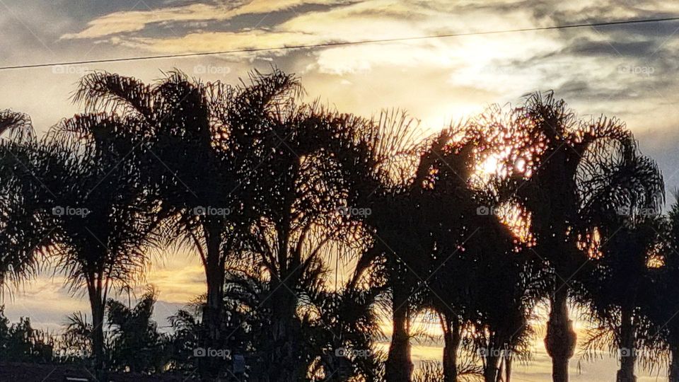 Sunset and palm trees.