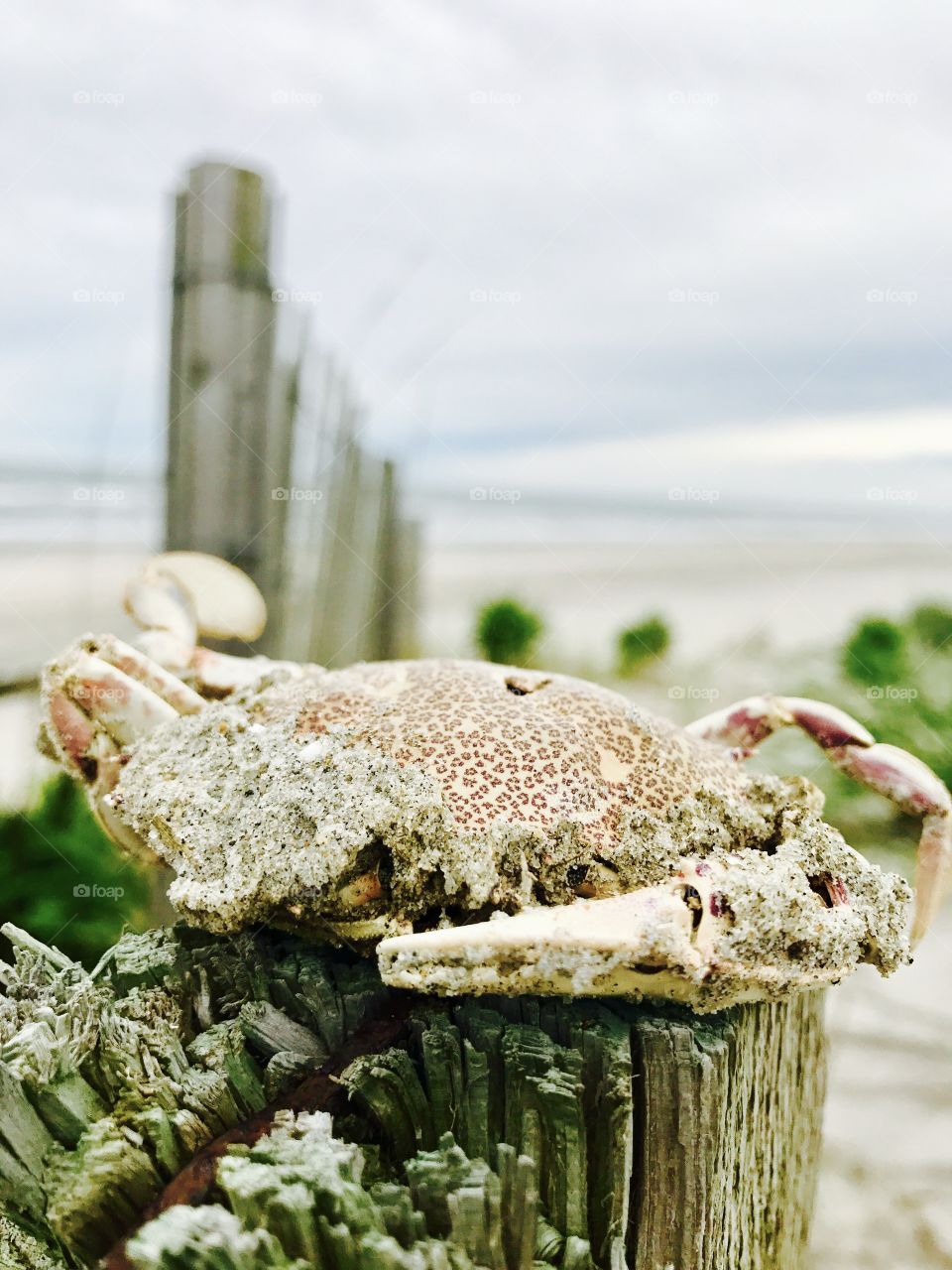 Crab at the beach