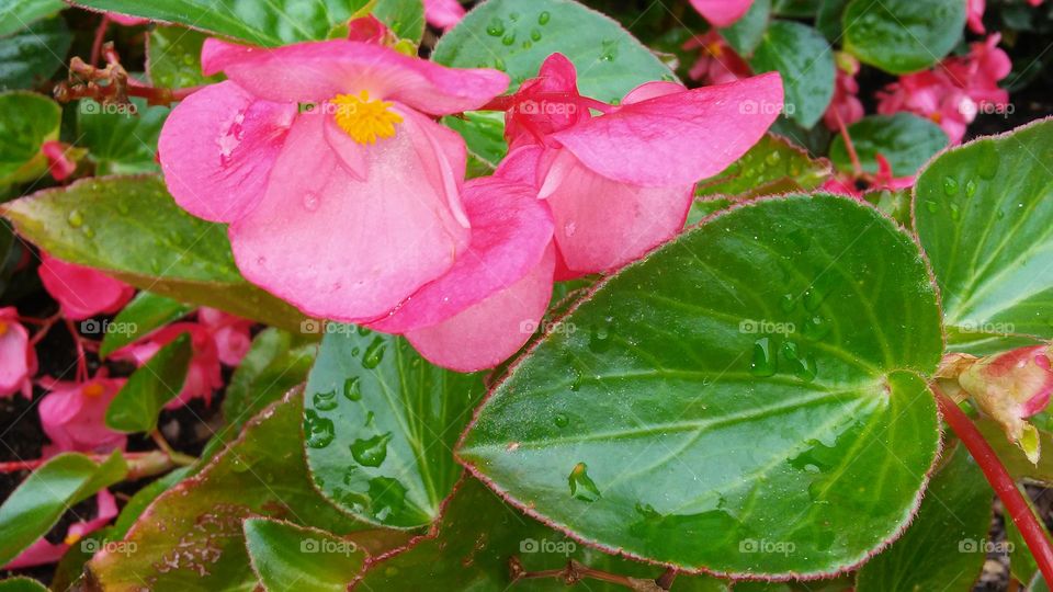 Leaf, Nature, No Person, Flower, Flora