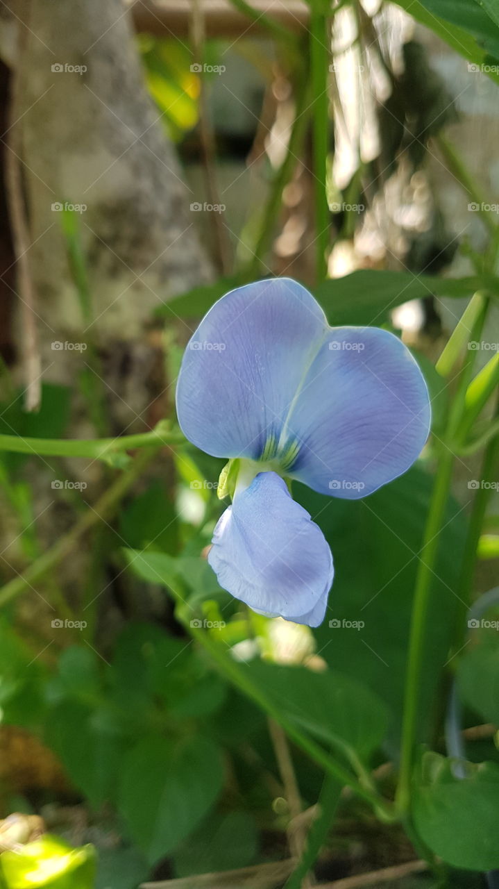 natural flower (දඹල මල් )