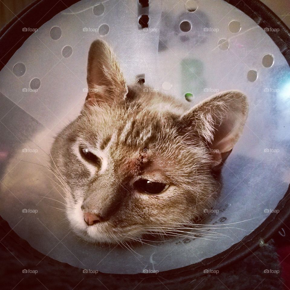 Cone of Shame. She had to get surgery.