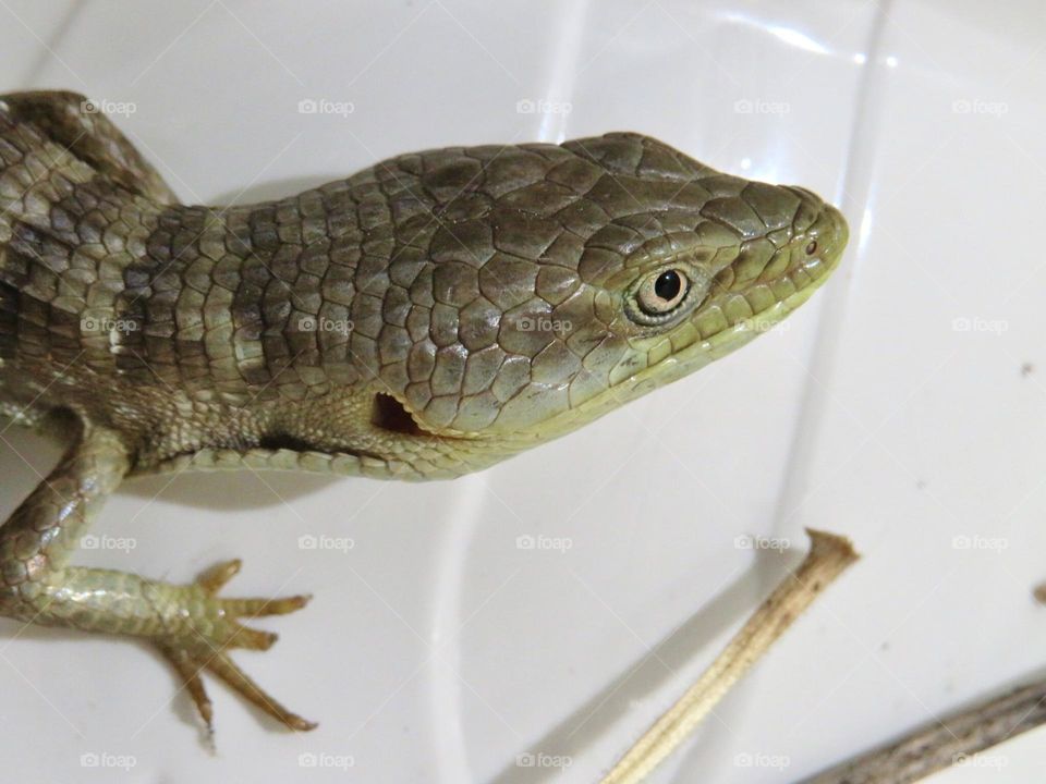 Northern Alligator Lizard 