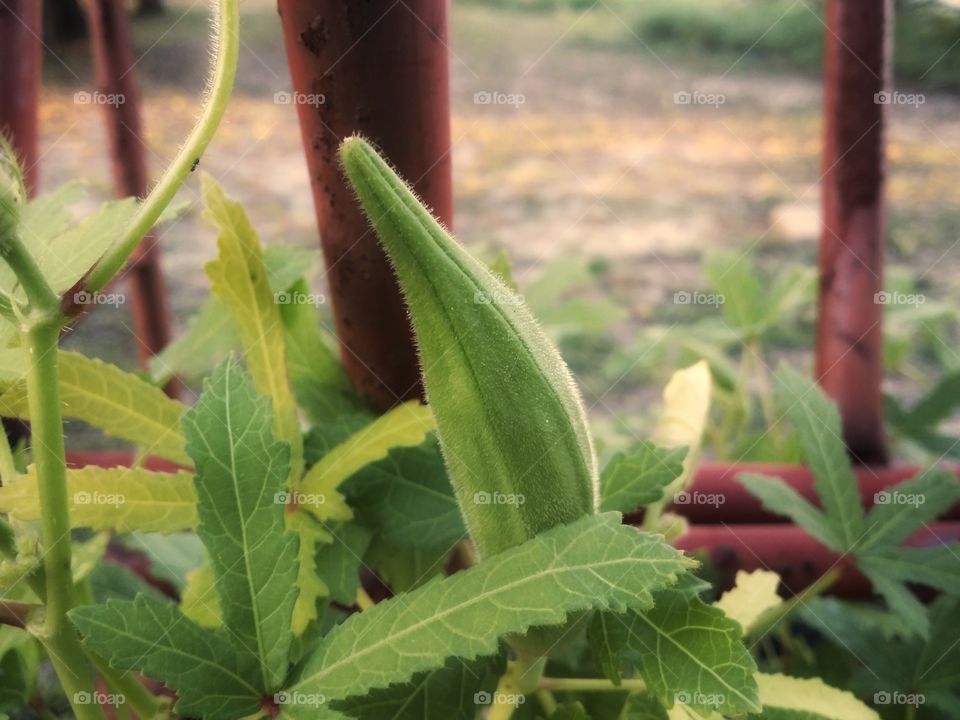 Okra growing on a plant outside in a garden