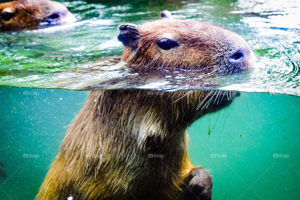 Capybara