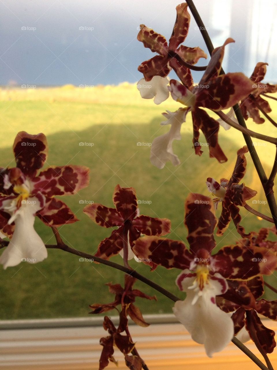 Orchids through a Prairie