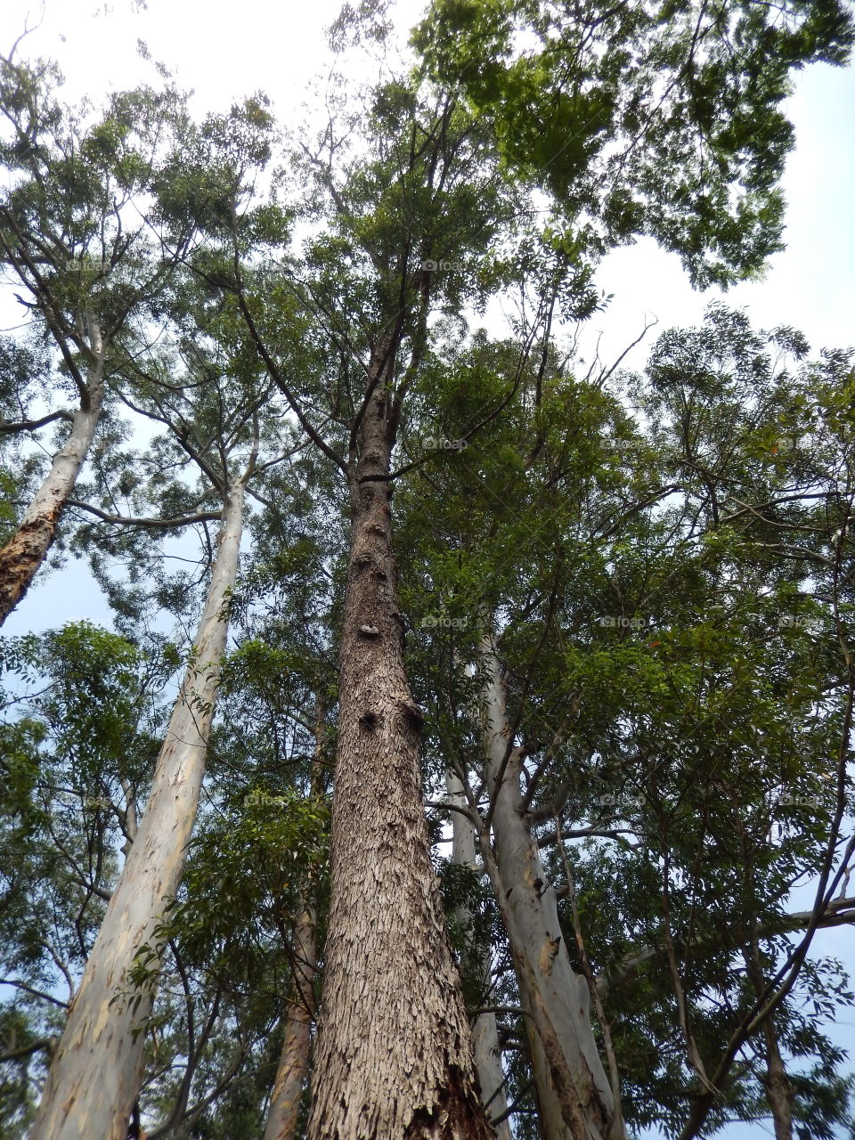 Pinheiros, árvore enorme com tronco encantador. Parque Ibirapuera-SP