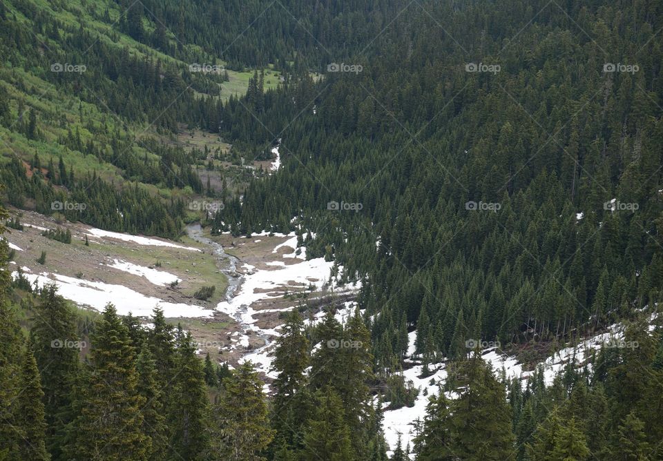 Valley in mount Ranier Forest.