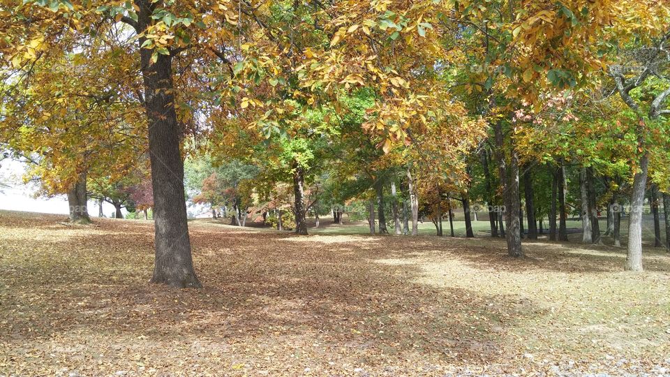 Fall, Tree, Leaf, Nature, Landscape