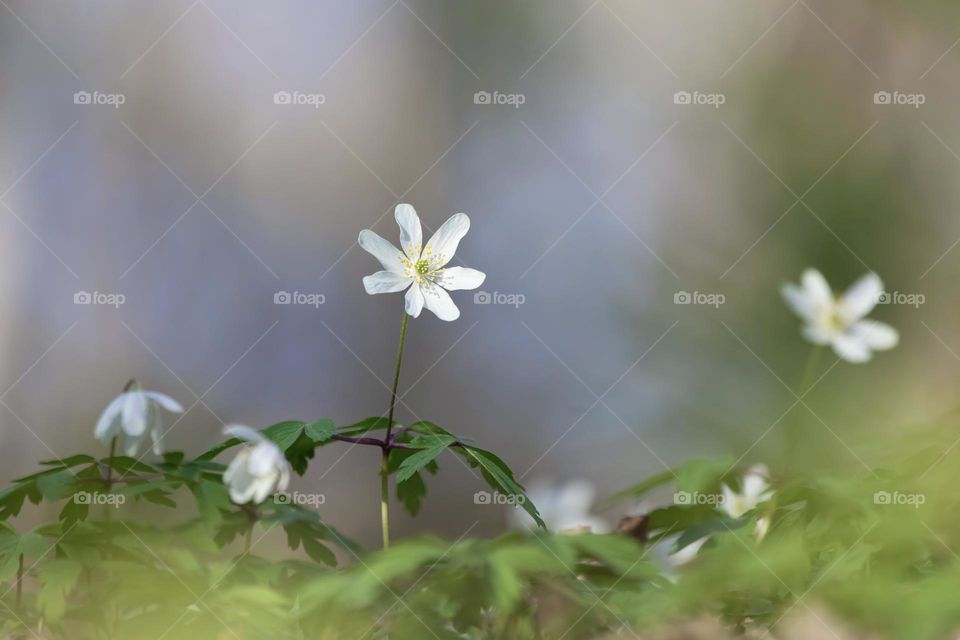 Closeup of beautiful white wood anemone flower growing outdoors in the forest at spring 