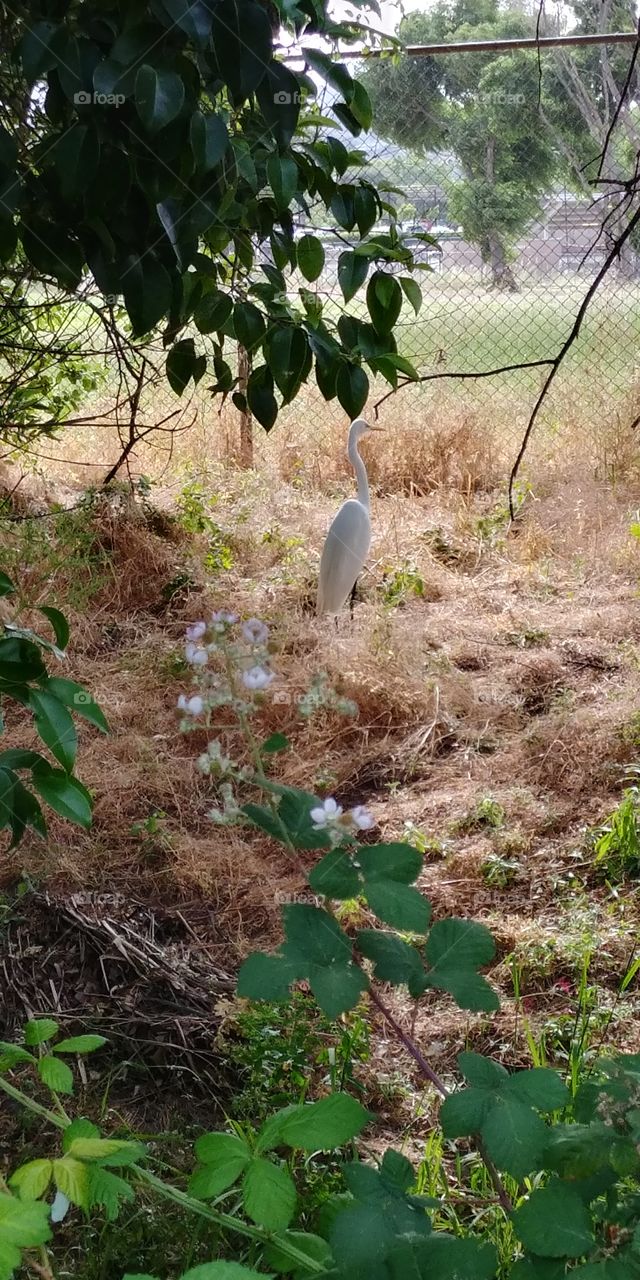 looking at wild life