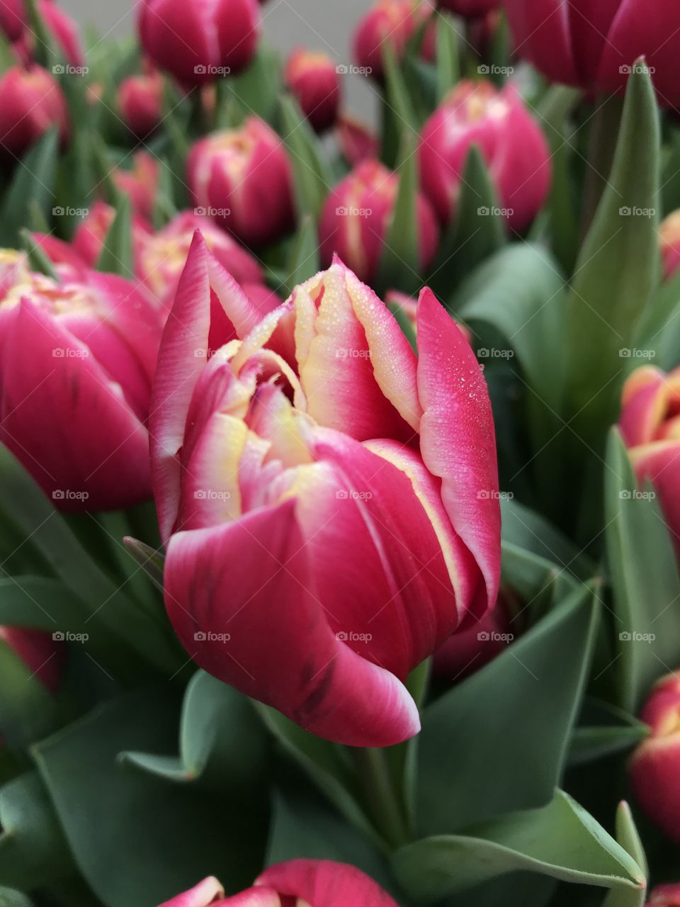 Colourful tulip