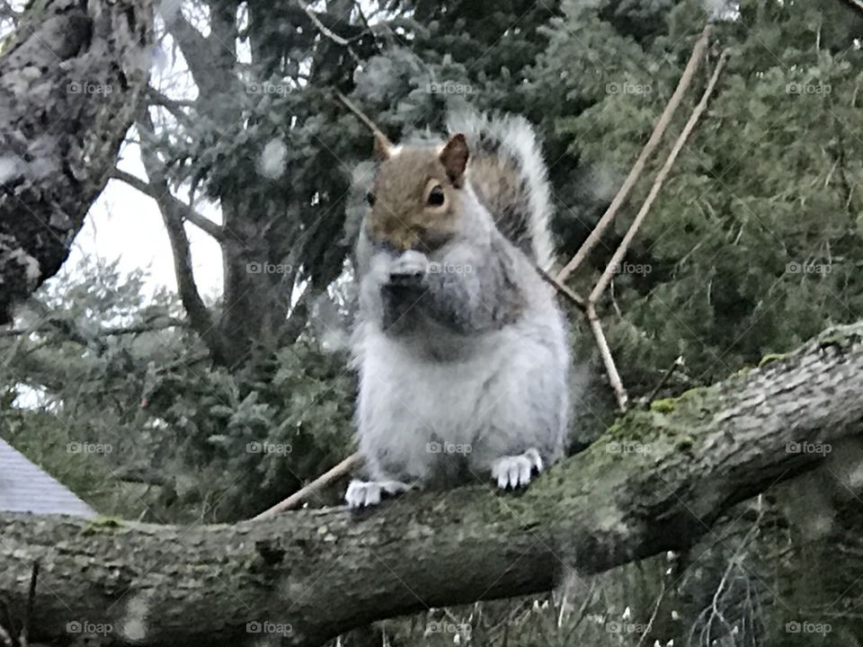 Squirrel in Tree