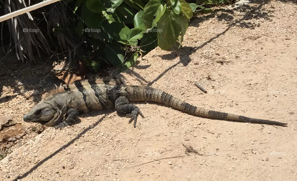 Iguana