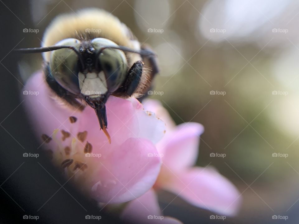 I took it with my phone - A close up shot of a bee extracting nectar from a flower 