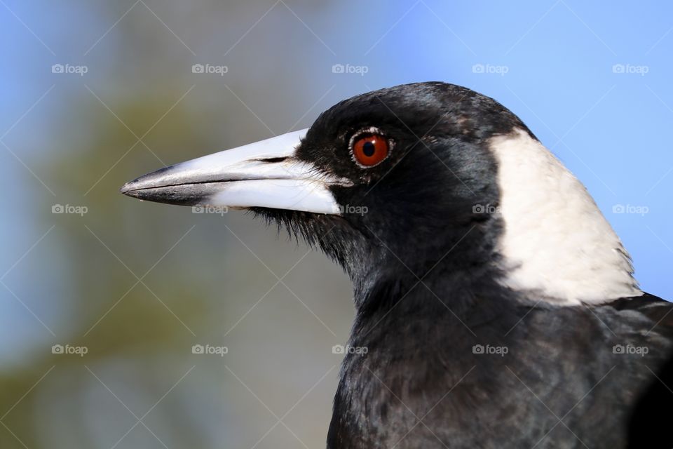 Close-up view headshot profile wild magpie bird 