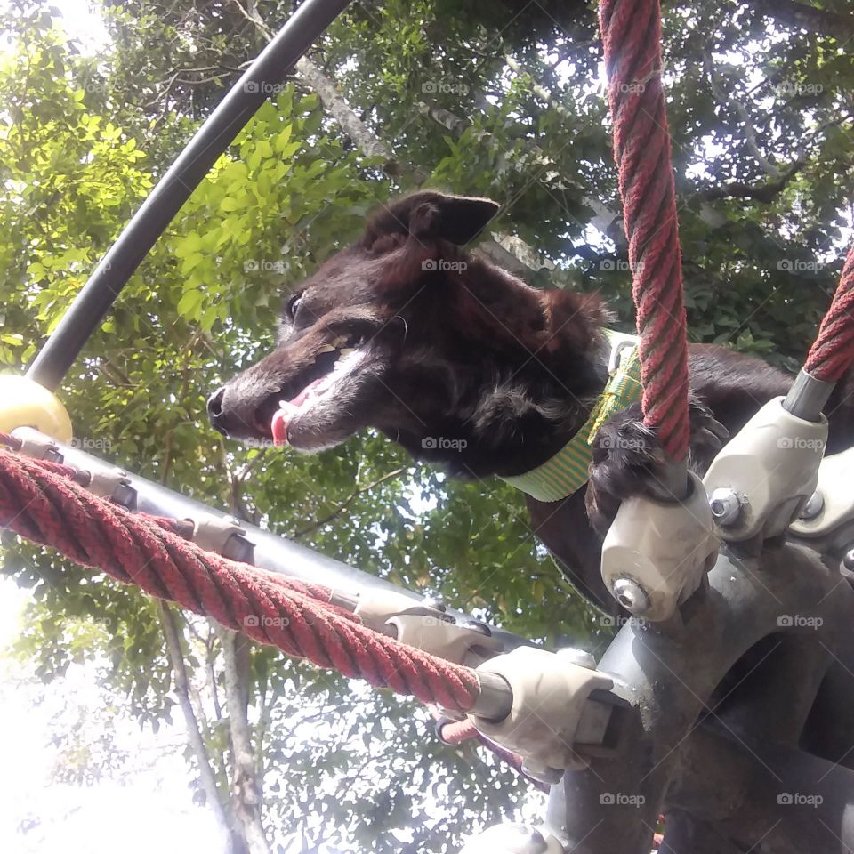 perro escalador