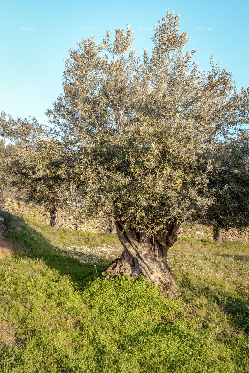 Old Olive Tree 