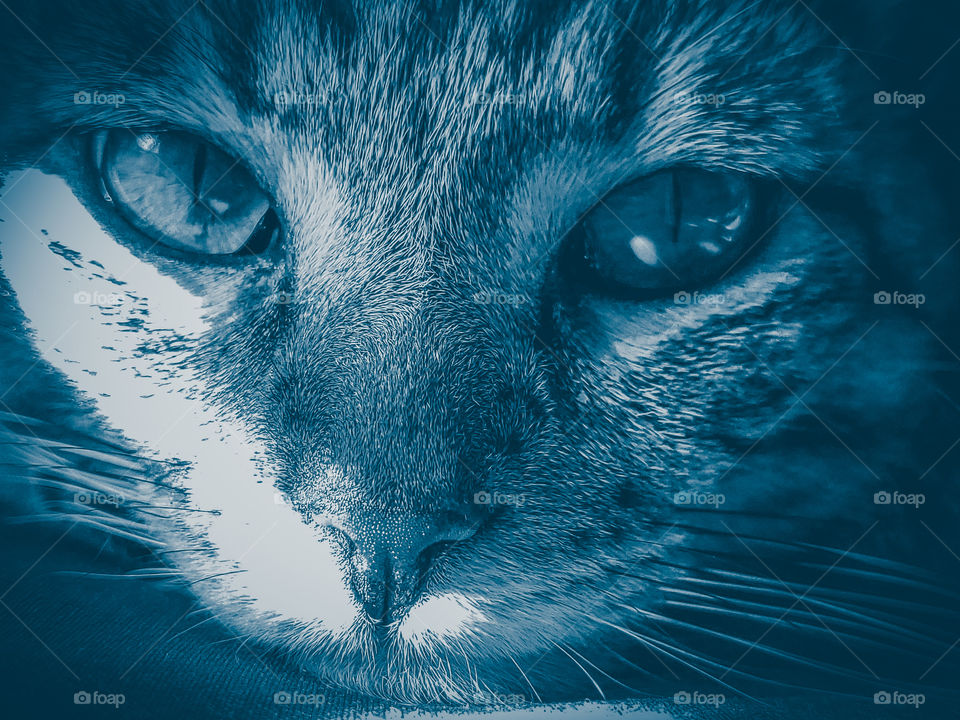 Tabby cat face portrait