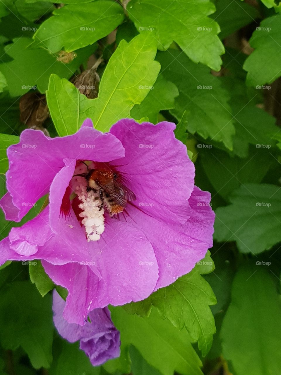 bee foraging a purple flower