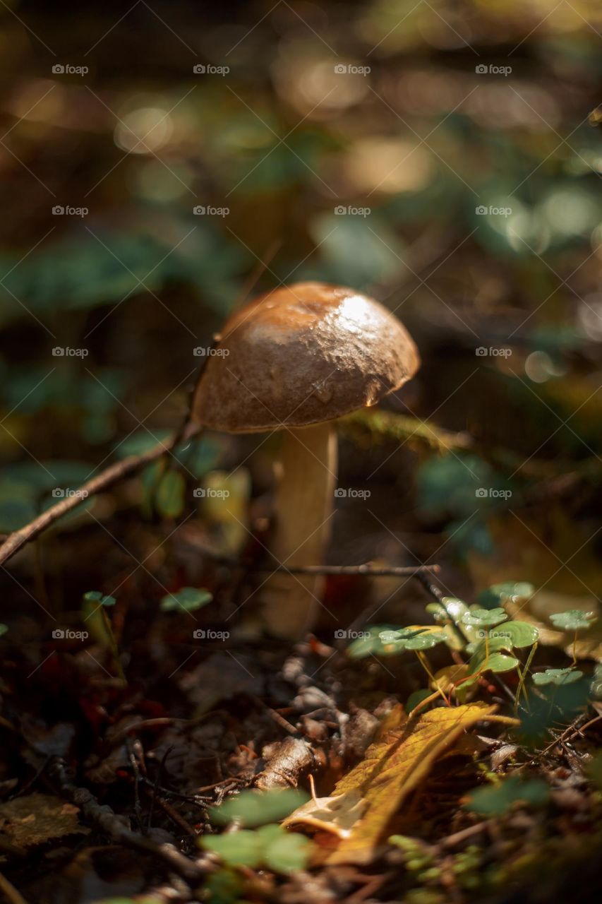 Mushrooms in a autumn sunny forest