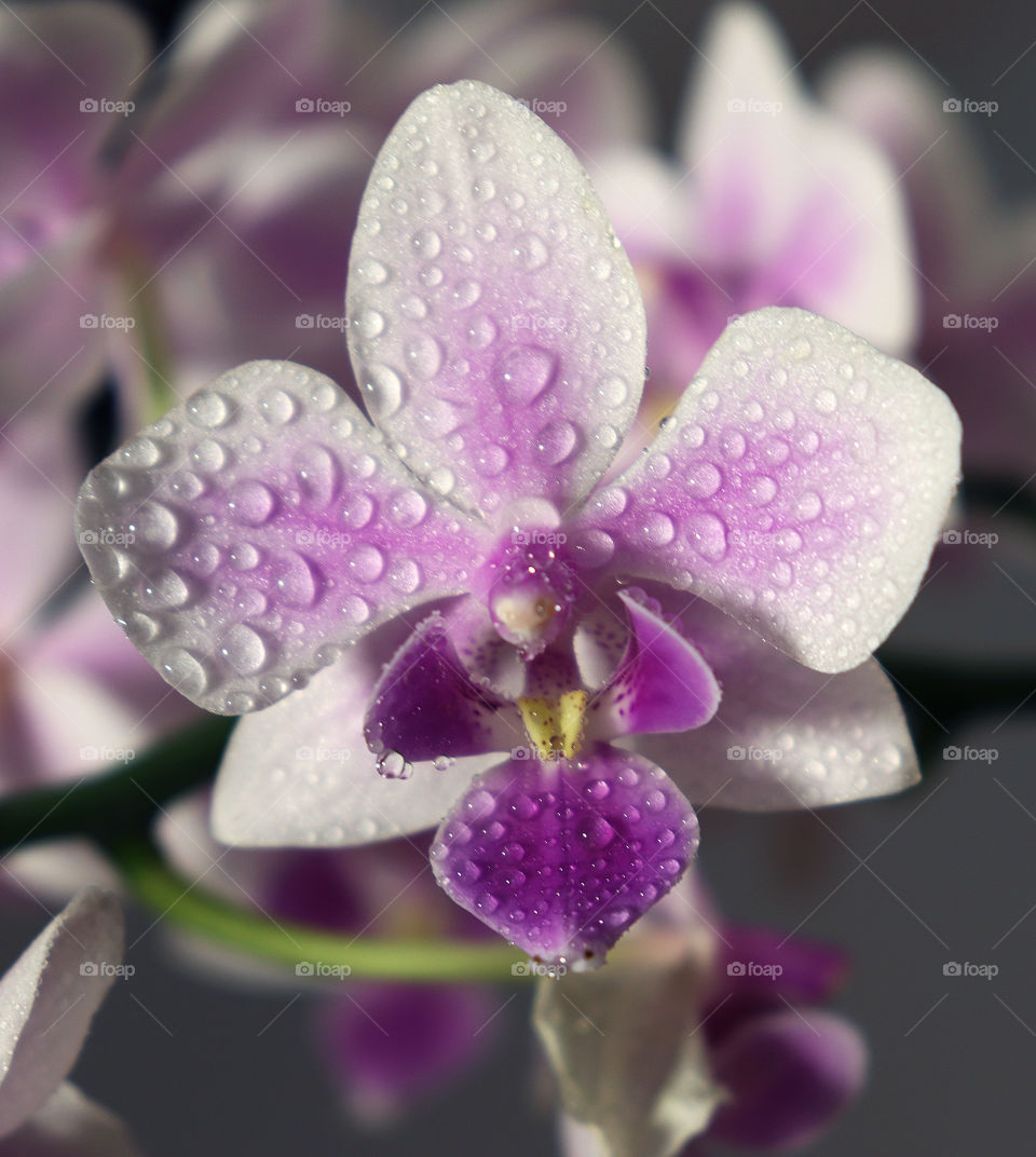 White-purple orchid phalaenopsis in the dew