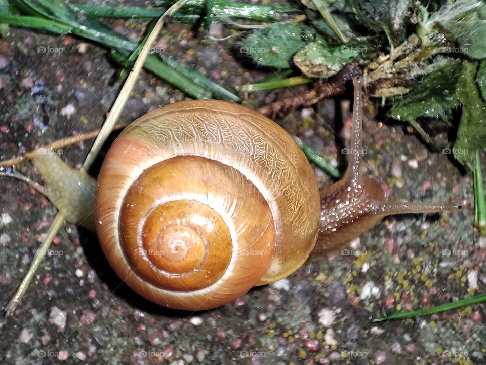 Snail