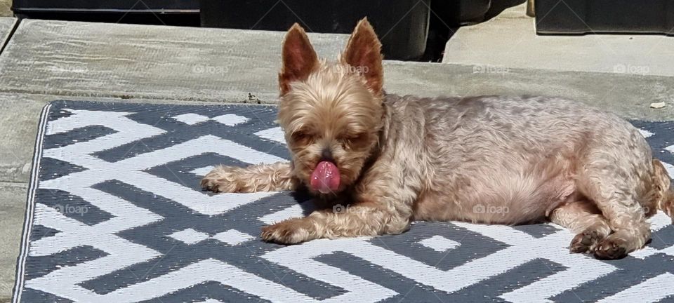 Even though you will see a dainty dog with a floor-length glossy coat when you come across a Yorkshire Terrier, the heart of this breed still beats with the feistiness of its ancestors.
Yorkies once earned their keep by taking care of the rats that