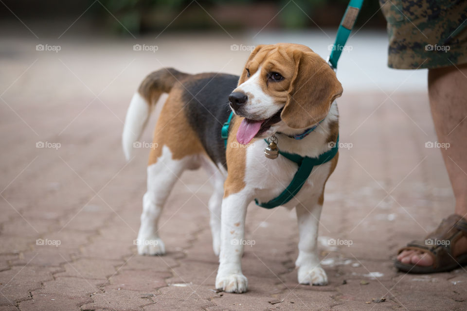 Beagle pet dog with leash