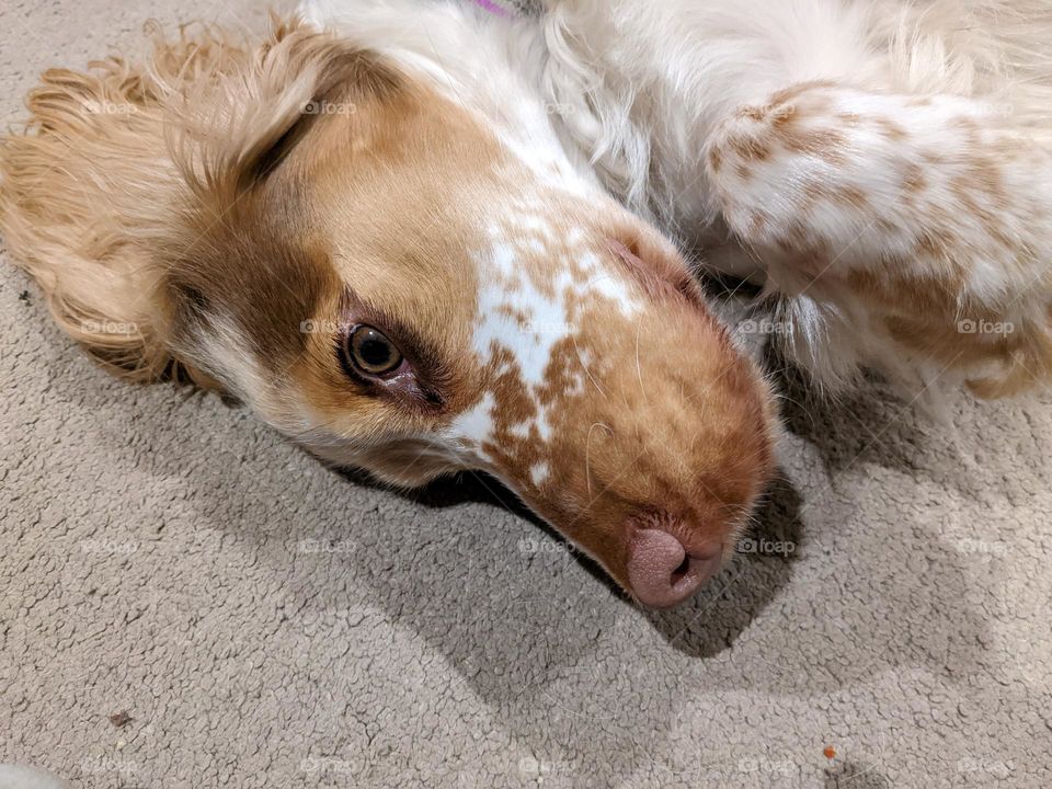 Adorable freckled face of a spaniel puppy laying on a beige carpet