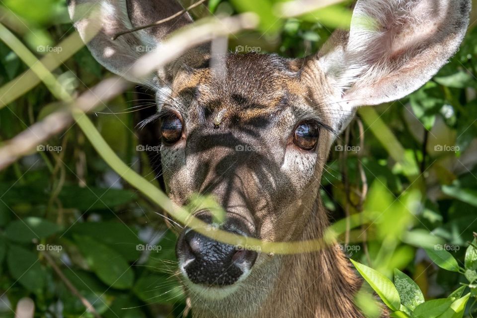 Foap, Look at Those Eyes: Big Beautiful Brown eyed staring back at me. White-tailed doe at Yates Mill County Park, Raleigh, North Carolina. 