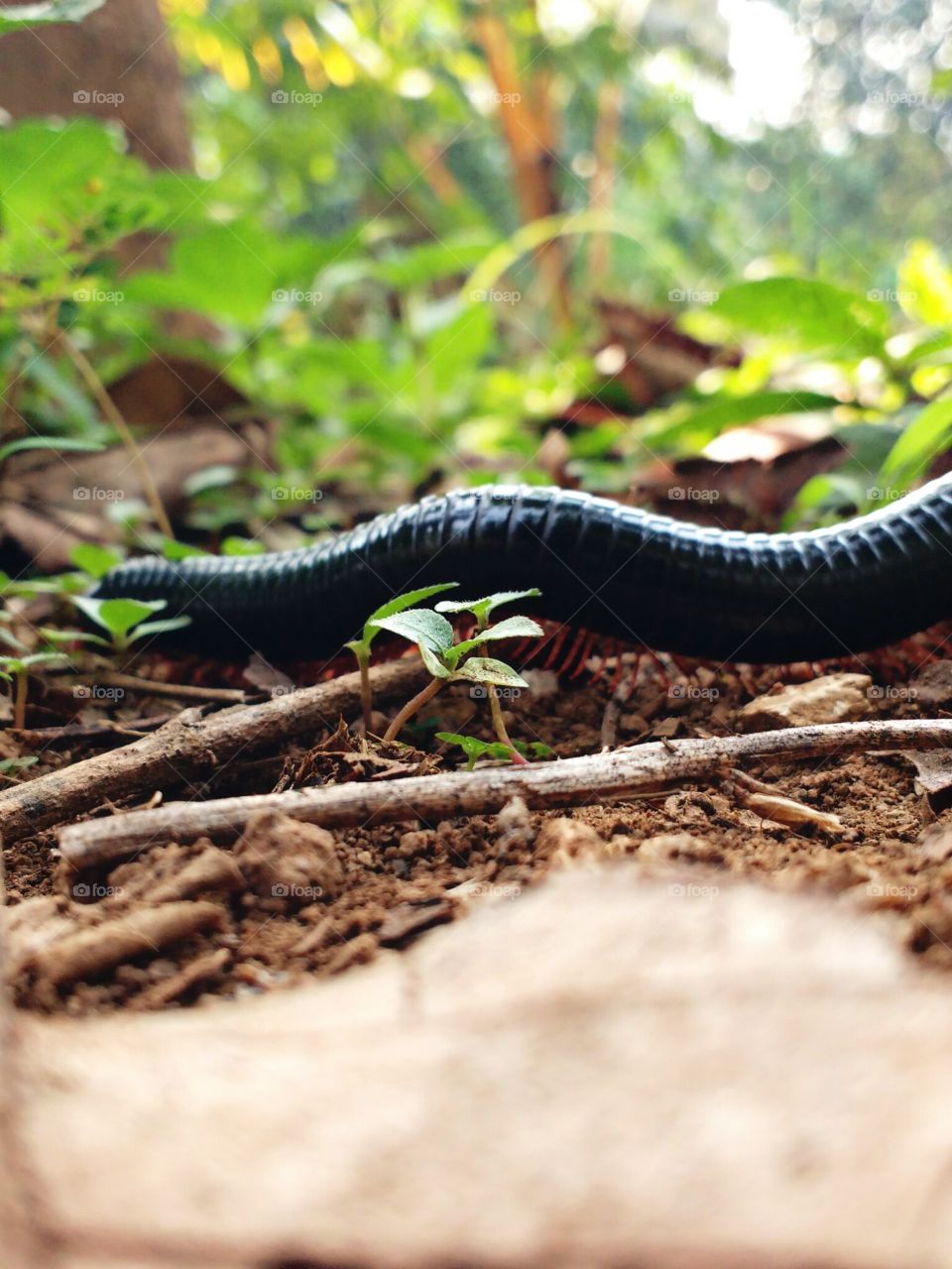 millipede