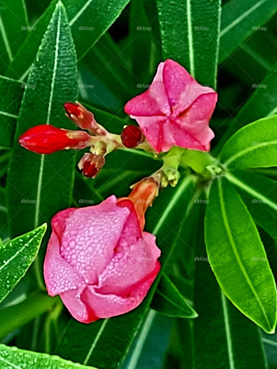 Morning dew covered Oleander