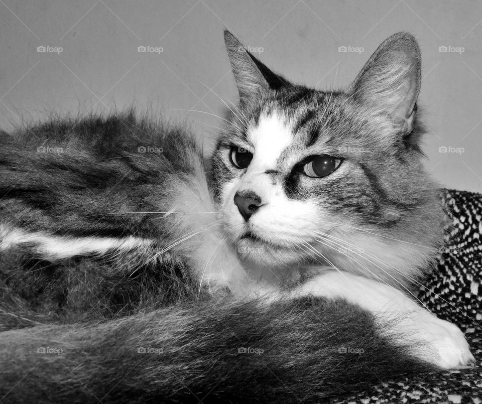 black and white // nikon D3500