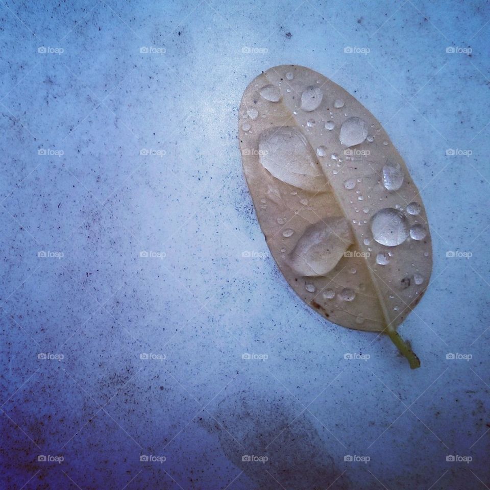 raindrop leave 