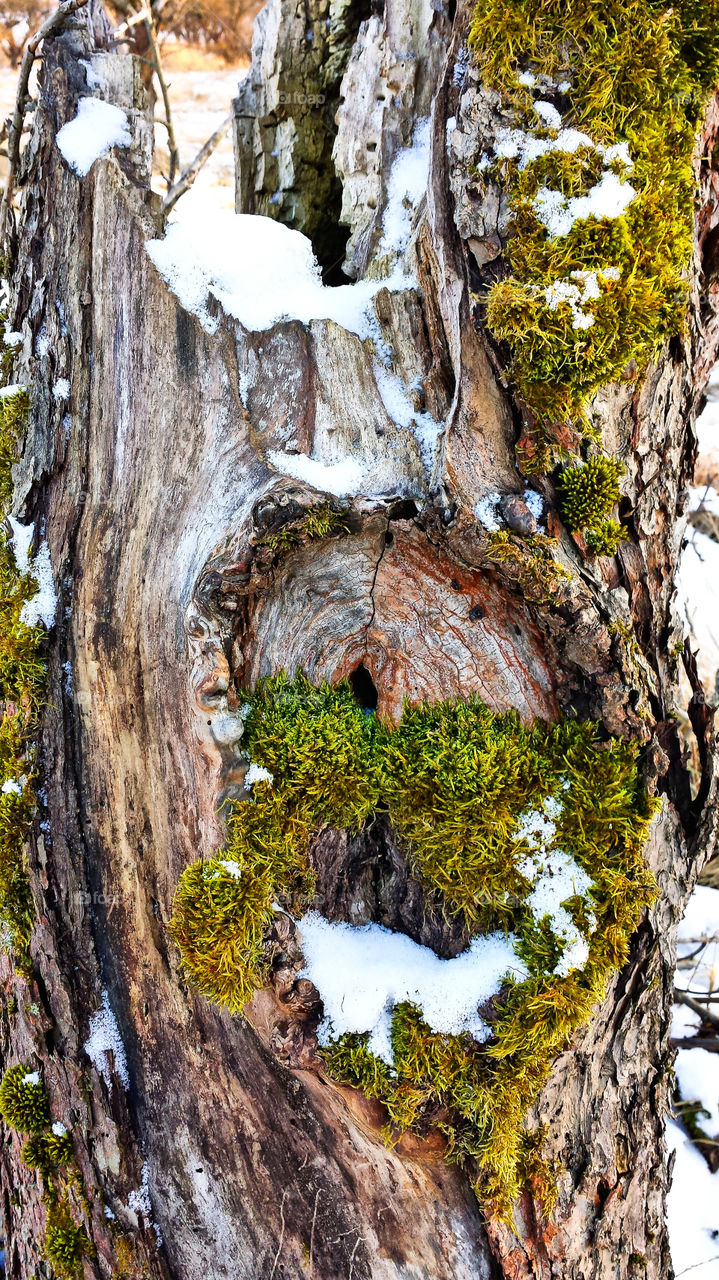 Mit Moos bewachsener Baumstamm ist von vereinzelten Schneeflecken bedeckt