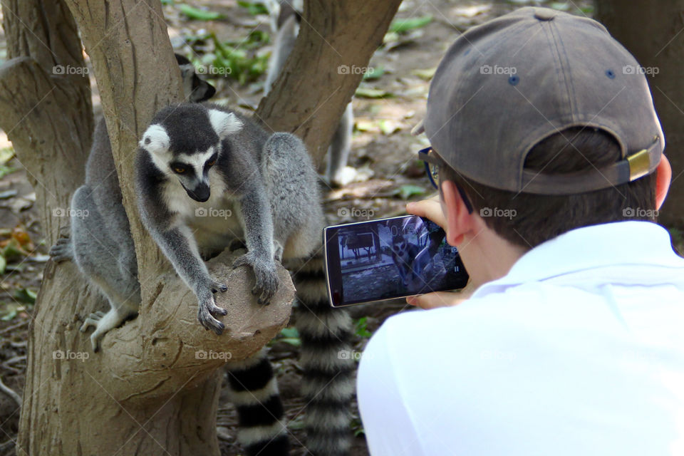 Interview with a lemur. Someone making a video of a lemur sitting on a branch outside its cage in the wild animal zoo, dat shanghai, china.