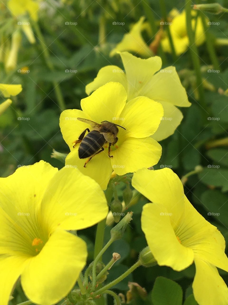 Bee in oxalis 