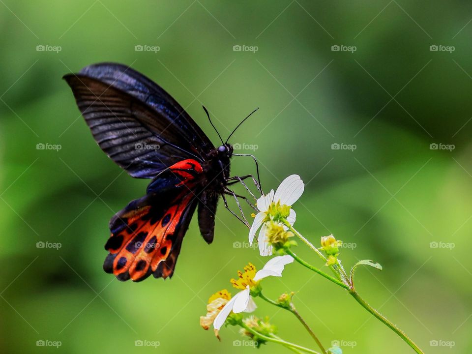 Beautiful and colourful butterfly