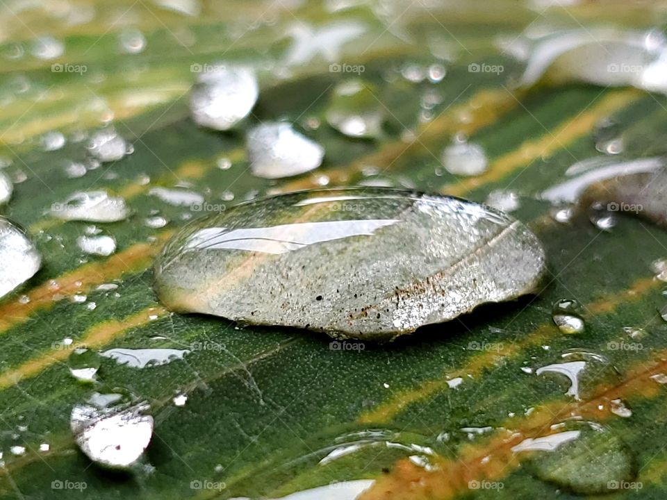 Macro - raindrops on a green, yellow and orange striped Tropicana canna leaf