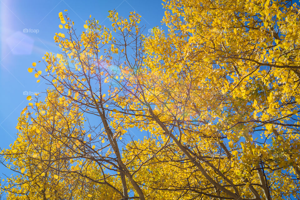 Golden aspen trees reach towards the brilliant autumn sun! A beautiful day of blue skies and fall foliage in Colorado.