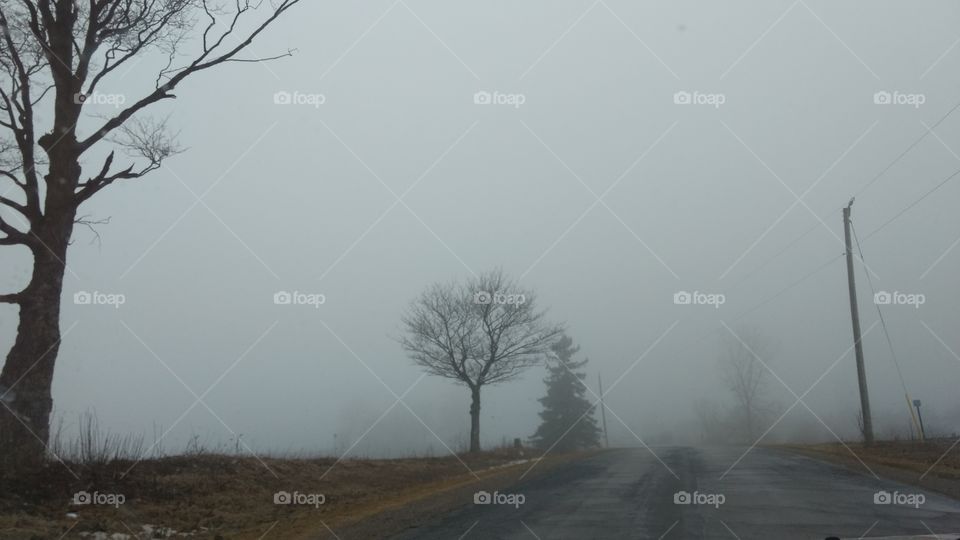 Fog, Winter, Mist, Landscape, Tree