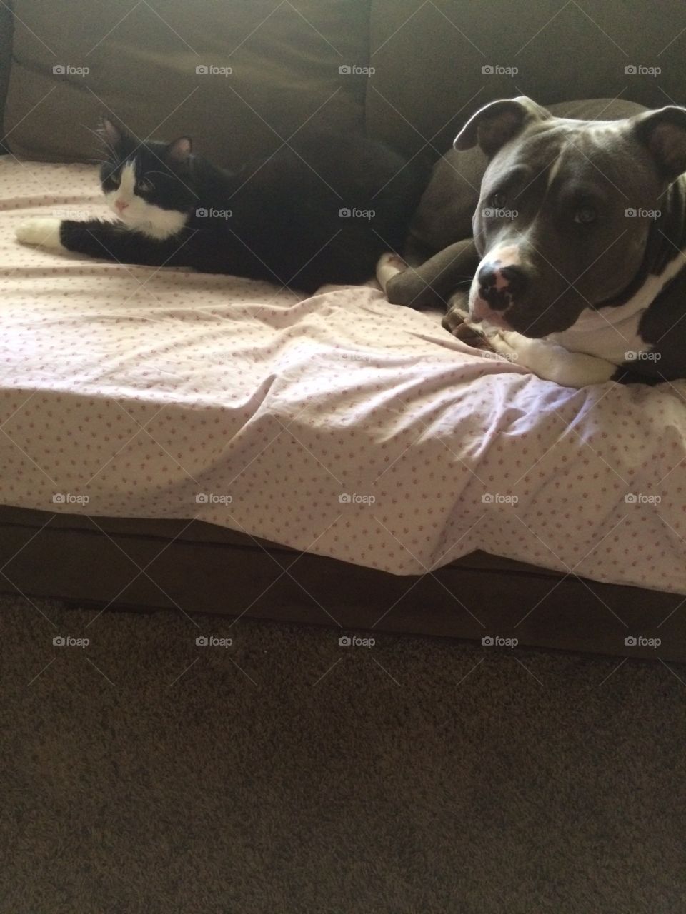 Pit bull and black cat laying on sofa. 
(Totally off center, I know, but I can't crop it or it won't be accepted.)