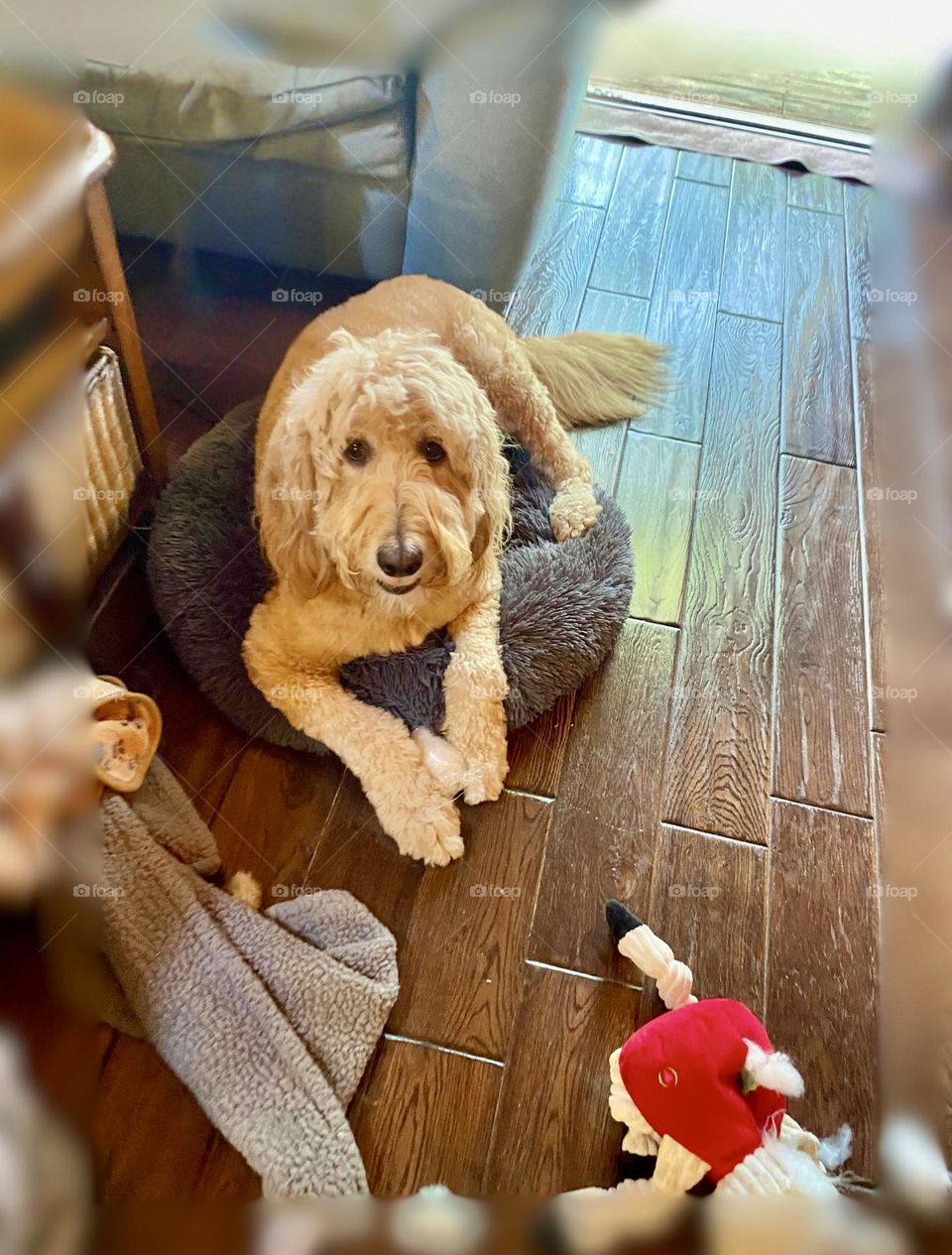 The dog seems to be comfortably lying on a small, round bed, with its front paws crossed. It looks relaxed and content, surrounded by a few toys, suggesting it might be taking a break from playtime.