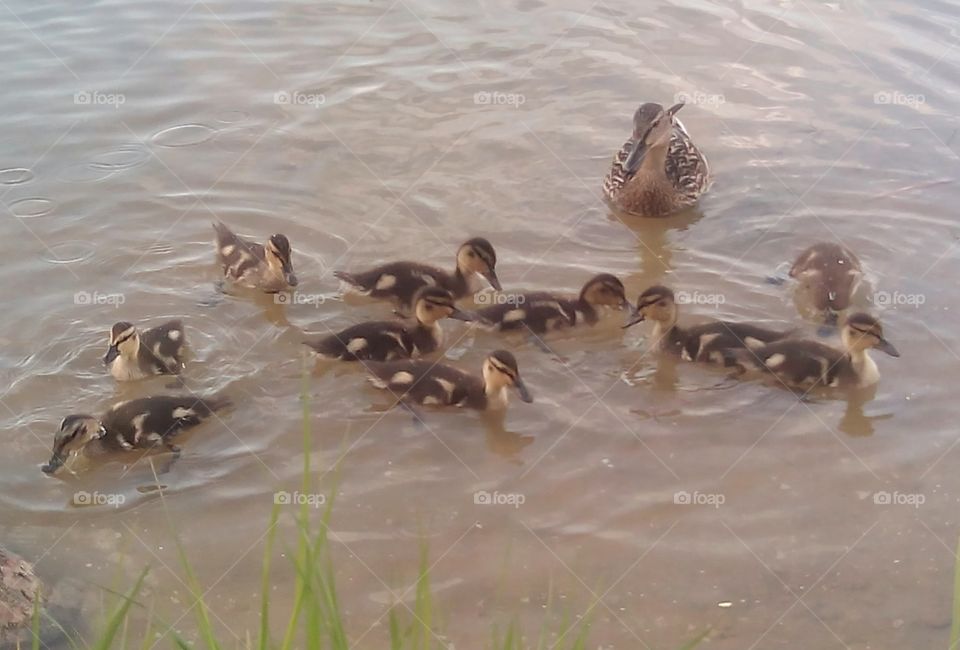 Duck, Water, Wildlife, Bird, Goose