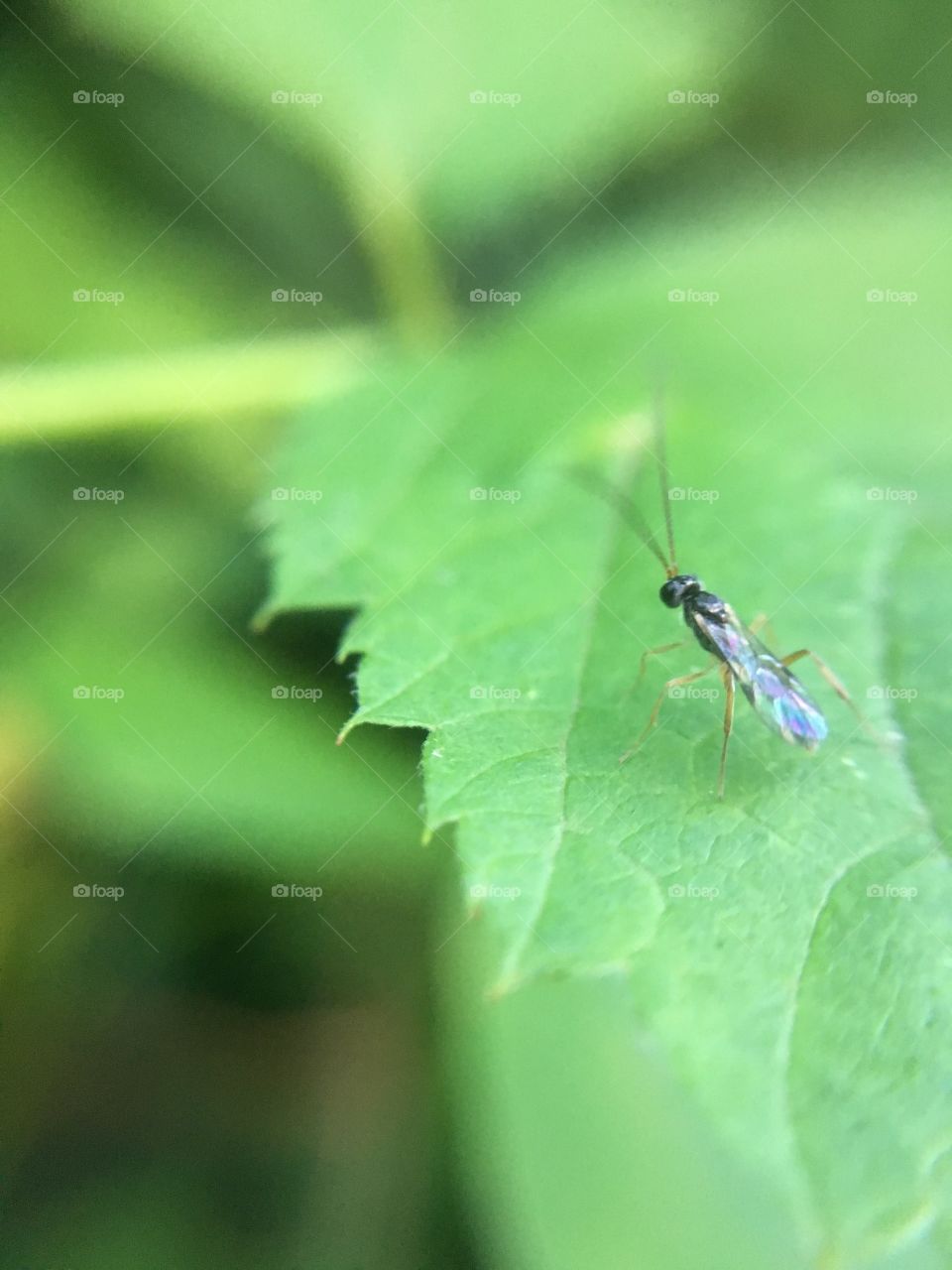 Tiny insect on leaf