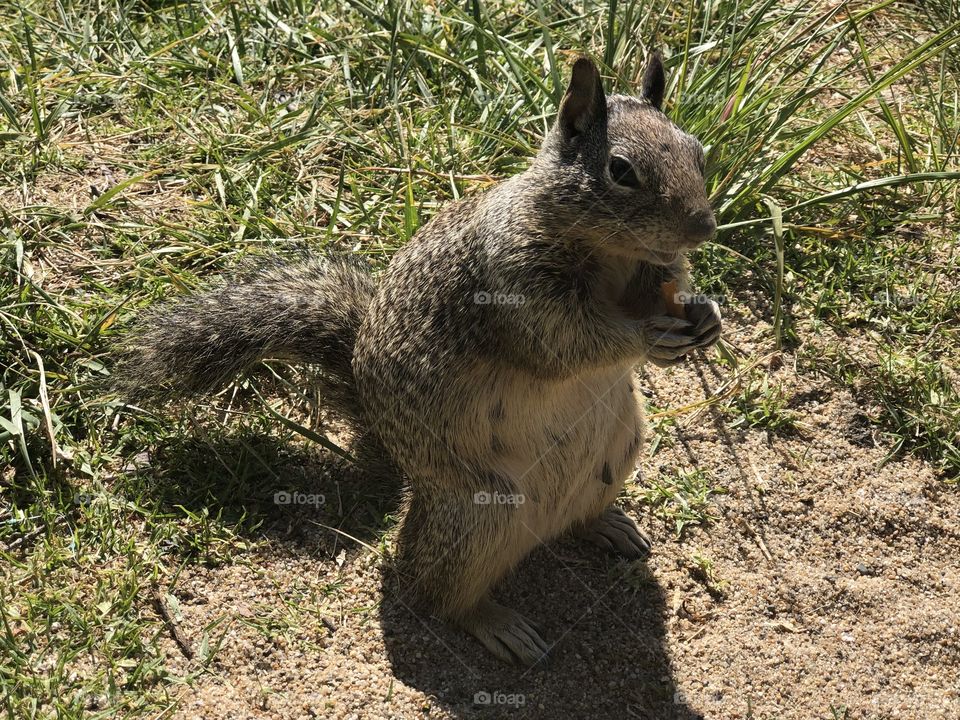 Eating squirrel 
